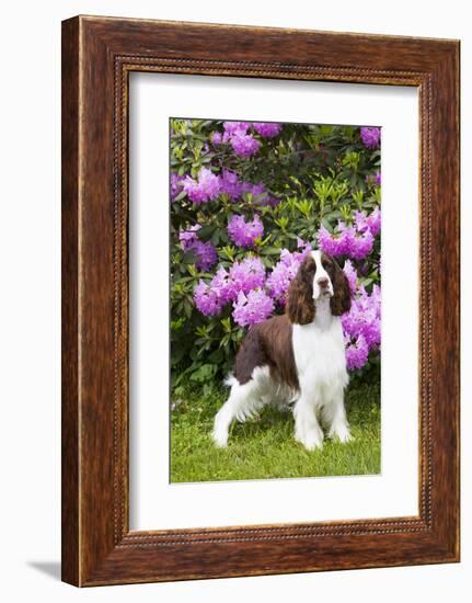 English springer spaniel, Connecticut, USA-Lynn M. Stone-Framed Photographic Print