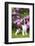 English springer spaniel, Connecticut, USA-Lynn M. Stone-Framed Photographic Print