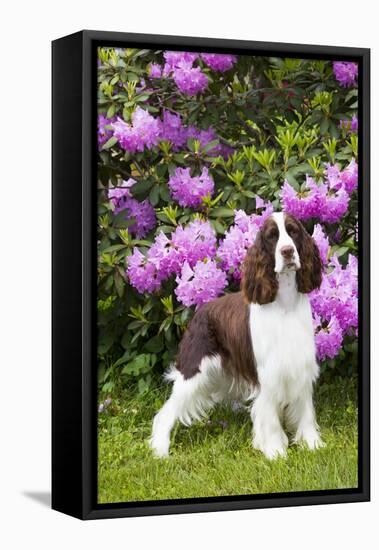 English springer spaniel, Connecticut, USA-Lynn M. Stone-Framed Premier Image Canvas