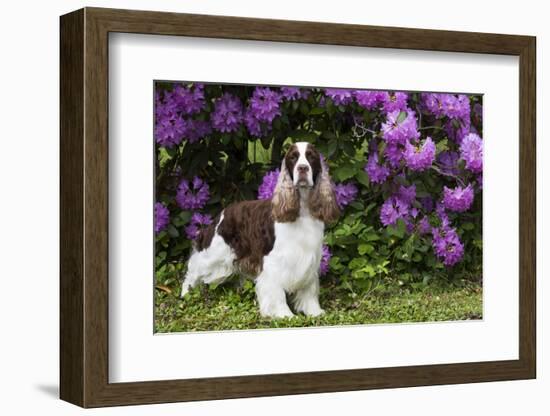 English springer spaniel, Connecticut, USA-Lynn M. Stone-Framed Photographic Print