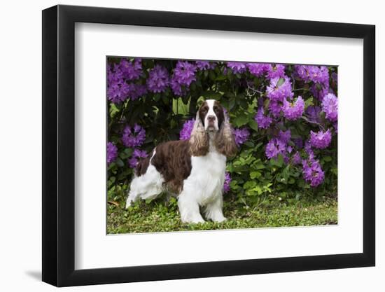 English springer spaniel, Connecticut, USA-Lynn M. Stone-Framed Photographic Print