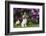 English springer spaniel, Connecticut, USA-Lynn M. Stone-Framed Photographic Print