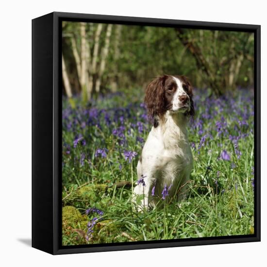 English Springer Spaniel Dog in Bluebells-null-Framed Premier Image Canvas