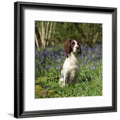 bluebell springer spaniels