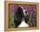 English Springer Spaniel Dog, USA-Lynn M^ Stone-Framed Premier Image Canvas