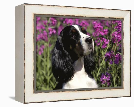 English Springer Spaniel Dog, USA-Lynn M^ Stone-Framed Premier Image Canvas