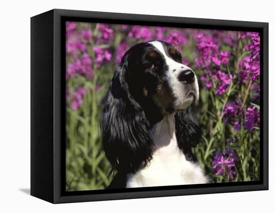 English Springer Spaniel Dog, USA-Lynn M^ Stone-Framed Premier Image Canvas