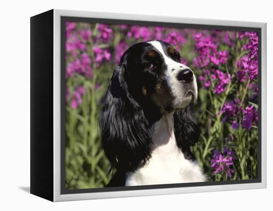 English Springer Spaniel Dog, USA-Lynn M^ Stone-Framed Premier Image Canvas