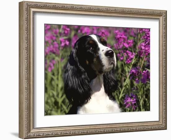 English Springer Spaniel Dog, USA-Lynn M^ Stone-Framed Photographic Print