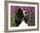 English Springer Spaniel Dog, USA-Lynn M^ Stone-Framed Photographic Print