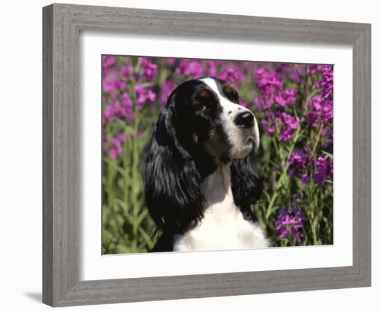 English Springer Spaniel Dog, USA-Lynn M^ Stone-Framed Photographic Print