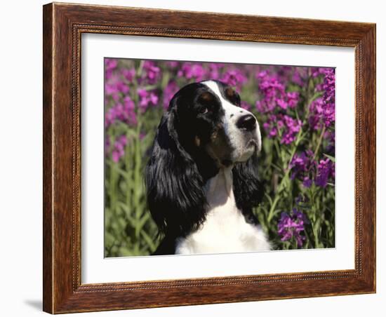 English Springer Spaniel Dog, USA-Lynn M^ Stone-Framed Photographic Print