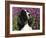 English Springer Spaniel Dog, USA-Lynn M^ Stone-Framed Photographic Print