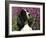 English Springer Spaniel Dog, USA-Lynn M^ Stone-Framed Photographic Print