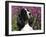 English Springer Spaniel Dog, USA-Lynn M^ Stone-Framed Photographic Print