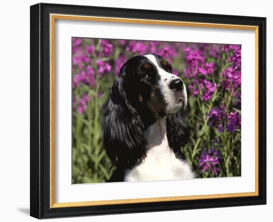 English Springer Spaniel Dog, USA-Lynn M^ Stone-Framed Photographic Print