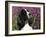 English Springer Spaniel Dog, USA-Lynn M^ Stone-Framed Photographic Print