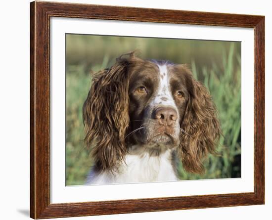 English Springer Spaniel Dog, USA-Lynn M. Stone-Framed Photographic Print