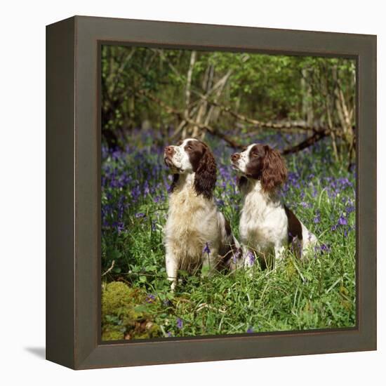 English Springer Spaniel Dogs in Bluebell Woodland-null-Framed Premier Image Canvas