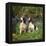 English Springer Spaniel Dogs in Bluebell Woodland-null-Framed Premier Image Canvas