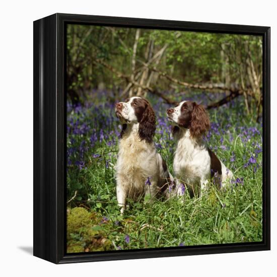 English Springer Spaniel Dogs in Bluebell Woodland-null-Framed Premier Image Canvas