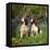 English Springer Spaniel Dogs in Bluebell Woodland-null-Framed Premier Image Canvas