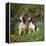 English Springer Spaniel Dogs in Bluebell Woodland-null-Framed Premier Image Canvas