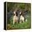 English Springer Spaniel Dogs in Bluebell Woodland-null-Framed Premier Image Canvas