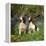English Springer Spaniel Dogs in Bluebell Woodland-null-Framed Premier Image Canvas