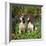 English Springer Spaniel Dogs in Bluebell Woodland-null-Framed Photographic Print