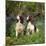 English Springer Spaniel Dogs in Bluebell Woodland-null-Mounted Photographic Print