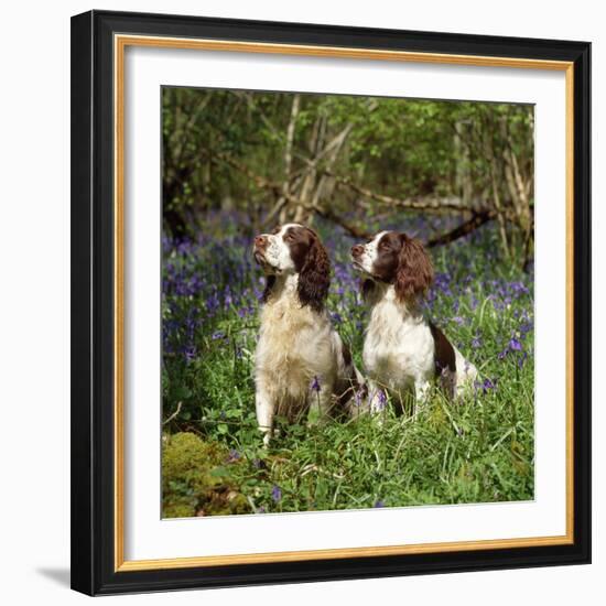 English Springer Spaniel Dogs in Bluebell Woodland-null-Framed Photographic Print