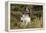 English Springer Spaniel Holding Grouse in Mouth-null-Framed Premier Image Canvas