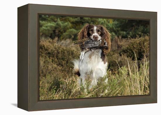 English Springer Spaniel Holding Grouse in Mouth-null-Framed Premier Image Canvas
