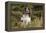 English Springer Spaniel Holding Grouse in Mouth-null-Framed Premier Image Canvas