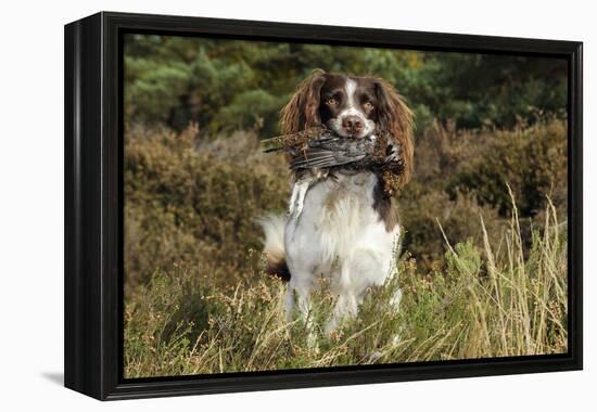 English Springer Spaniel Holding Grouse in Mouth-null-Framed Premier Image Canvas