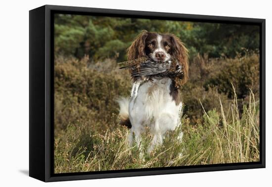 English Springer Spaniel Holding Grouse in Mouth-null-Framed Premier Image Canvas