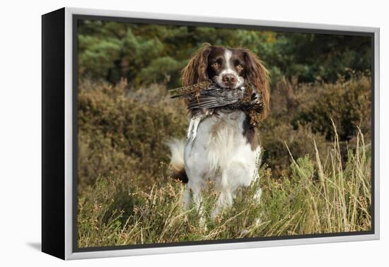 English Springer Spaniel Holding Grouse in Mouth-null-Framed Premier Image Canvas