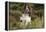 English Springer Spaniel Holding Grouse in Mouth-null-Framed Premier Image Canvas