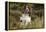 English Springer Spaniel Holding Grouse in Mouth-null-Framed Premier Image Canvas