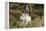 English Springer Spaniel Holding Grouse in Mouth-null-Framed Premier Image Canvas