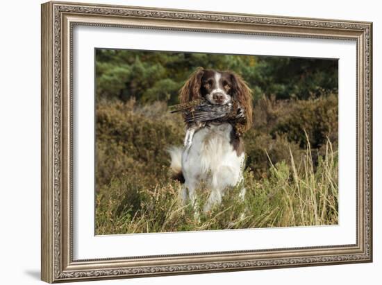 English Springer Spaniel Holding Grouse in Mouth-null-Framed Photographic Print