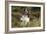 English Springer Spaniel Holding Grouse in Mouth-null-Framed Photographic Print