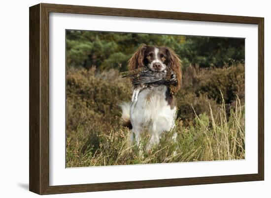 English Springer Spaniel Holding Grouse in Mouth-null-Framed Photographic Print