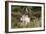 English Springer Spaniel Holding Grouse in Mouth-null-Framed Photographic Print