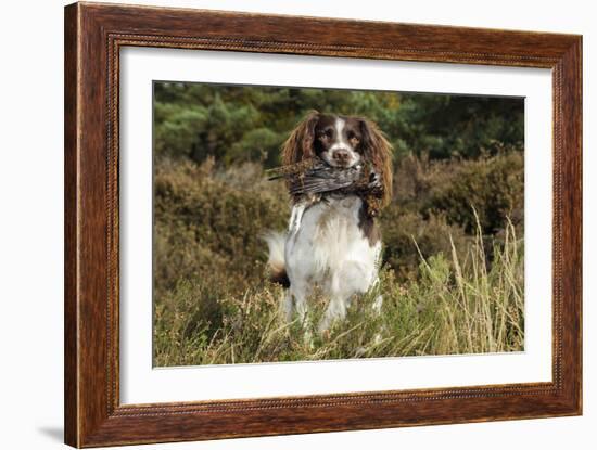 English Springer Spaniel Holding Grouse in Mouth-null-Framed Photographic Print