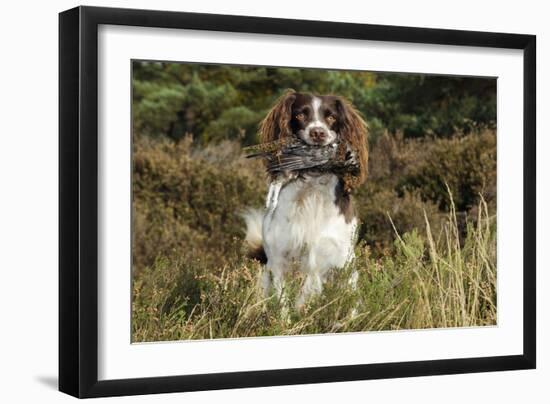 English Springer Spaniel Holding Grouse in Mouth-null-Framed Photographic Print