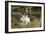 English Springer Spaniel Holding Grouse in Mouth-null-Framed Photographic Print