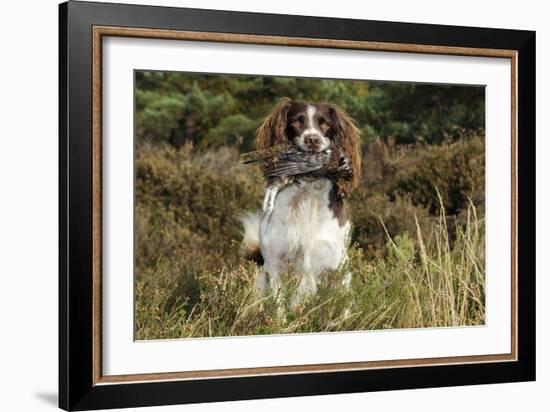 English Springer Spaniel Holding Grouse in Mouth-null-Framed Photographic Print