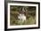 English Springer Spaniel Holding Grouse in Mouth-null-Framed Photographic Print